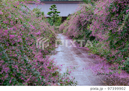 香川の萩寺 最明寺 香川の萩寺 最明寺 97399902