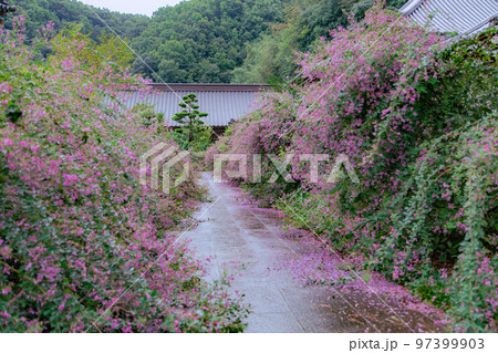 香川の萩寺　最明寺 97399903