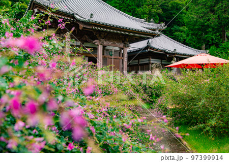 香川の萩寺　最明寺 97399914