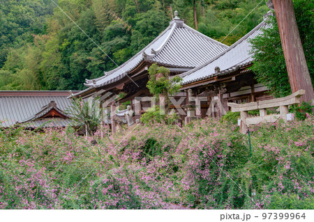 香川の萩寺　最明寺 97399964