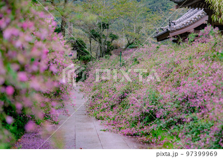 香川の萩寺　最明寺 97399969
