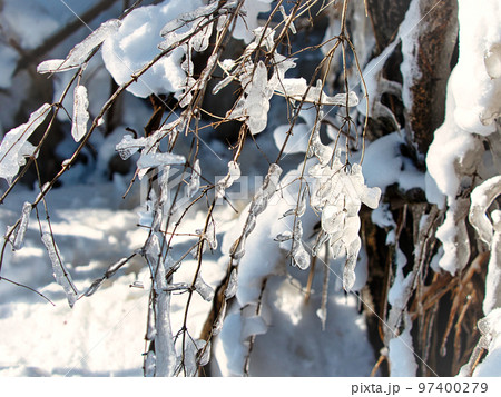 樹氷の細い枝 樹氷の細い枝 97400279