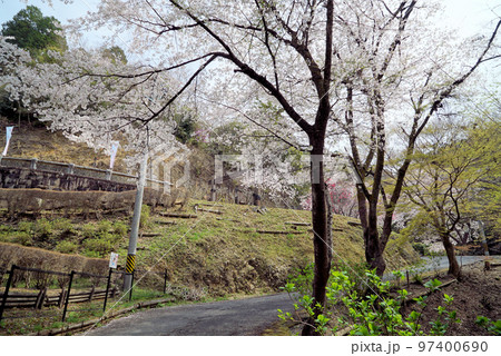 碧い空と桜_蘭丸ふる里の森 碧い空と桜_蘭丸ふる里の森 97400690