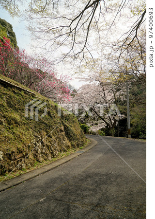 碧い空と桜_蘭丸ふる里の森 97400693