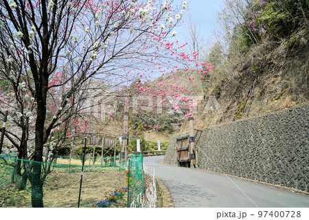 碧い空と桜_蘭丸ふる里の森 97400728