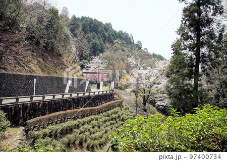碧い空と桜_蘭丸ふる里の森 97400734
