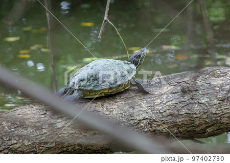 Red-eared slider on a branch 97402730