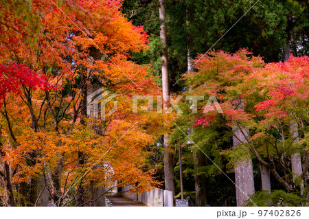 雲辺寺の紅葉 感動の光景が広がる 雲辺寺の紅葉 感動の光景が広がる 97402826
