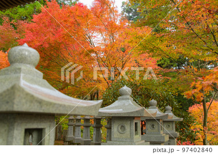 雲辺寺の紅葉　感動の光景が広がる 97402840