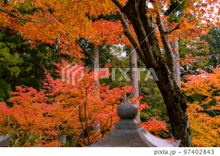 雲辺寺の紅葉　感動の光景が広がる 97402843