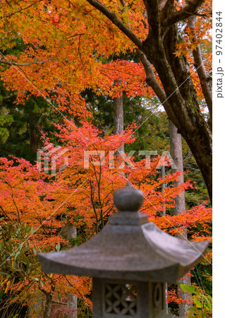 雲辺寺の紅葉　感動の光景が広がる 97402844