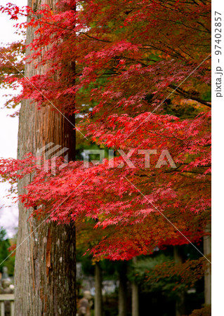 雲辺寺の紅葉 感動の光景が広がる 雲辺寺の紅葉 感動の光景が広がる 97402857