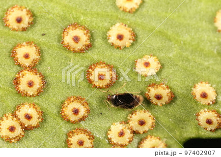 生き物 昆虫 ズアカシダカスミカメ、三ミリほどの小さなカメムシ。ヤブソテツの葉裏にバラバラと 生き物 昆虫 ズアカシダカスミカメ、三ミリほどの小さなカメムシ。ヤブソテツの葉裏にバラバラと 97402907