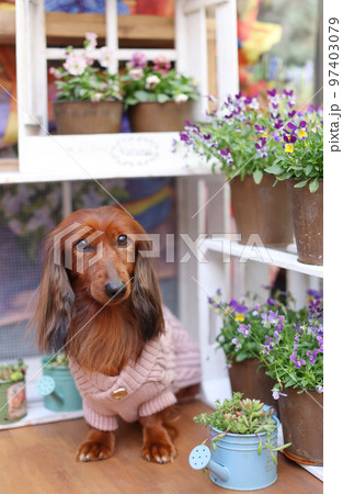 ベランダの花とダックスフンド 97403079