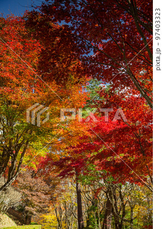 大川山キャンプ場の紅葉が最高 大川山キャンプ場の紅葉が最高 97403323