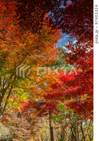 大川山キャンプ場の紅葉が最高 大川山キャンプ場の紅葉が最高 97403324