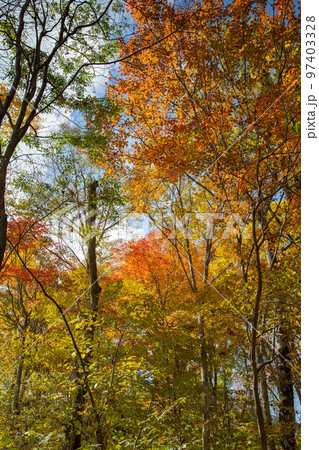 大川山キャンプ場の紅葉が最高 大川山キャンプ場の紅葉が最高 97403328