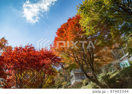 大川山キャンプ場の紅葉が最高 大川山キャンプ場の紅葉が最高 97403344