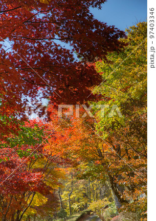 大川山キャンプ場の紅葉が最高 大川山キャンプ場の紅葉が最高 97403346