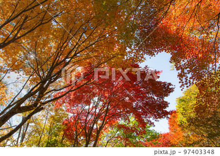 大川山キャンプ場の紅葉が最高 97403348