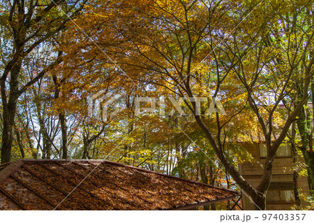 大川山キャンプ場の紅葉が最高 97403357