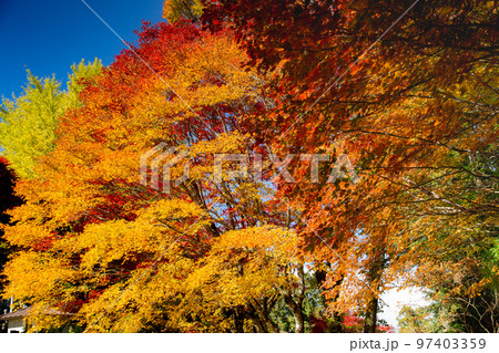 大川山キャンプ場の紅葉が最高 大川山キャンプ場の紅葉が最高 97403359