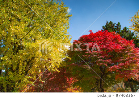 大川山キャンプ場の紅葉が最高 大川山キャンプ場の紅葉が最高 97403367