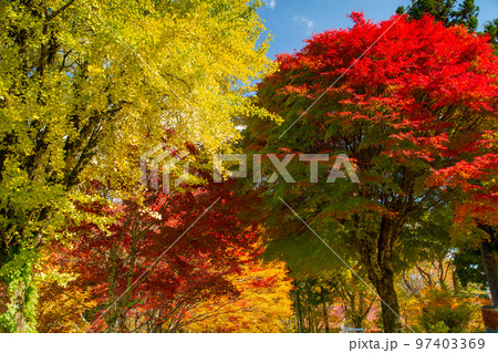 大川山キャンプ場の紅葉が最高 97403369