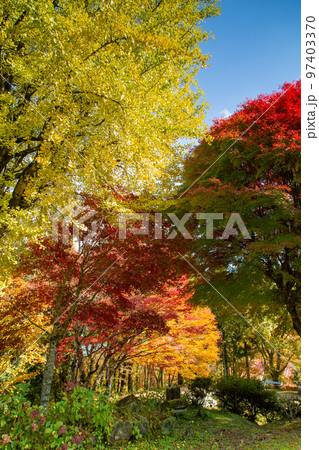 大川山キャンプ場の紅葉が最高 97403370