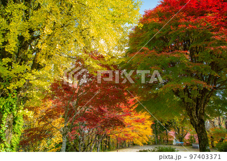 大川山キャンプ場の紅葉が最高 大川山キャンプ場の紅葉が最高 97403371