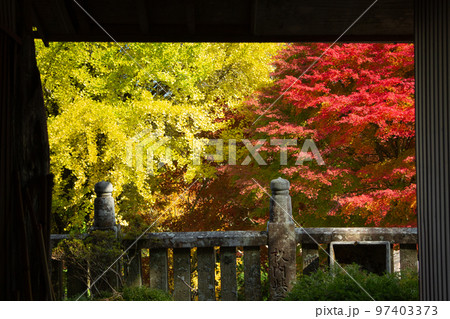 大川山キャンプ場の紅葉が最高 大川山キャンプ場の紅葉が最高 97403373