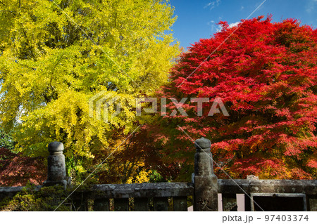 大川山キャンプ場の紅葉が最高 大川山キャンプ場の紅葉が最高 97403374