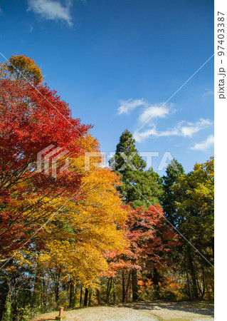 大川山キャンプ場の紅葉が最高 97403387
