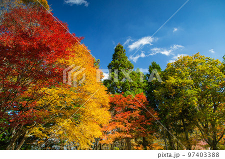 大川山キャンプ場の紅葉が最高 大川山キャンプ場の紅葉が最高 97403388