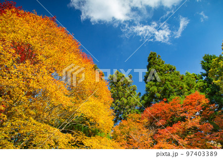 大川山キャンプ場の紅葉が最高 大川山キャンプ場の紅葉が最高 97403389