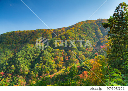 大川山キャンプ場の紅葉が最高 大川山キャンプ場の紅葉が最高 97403391