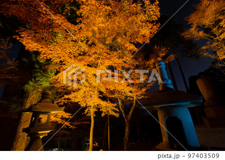 雲辺寺の紅葉　ライトアップで浮かび上がる感動の光景 97403509