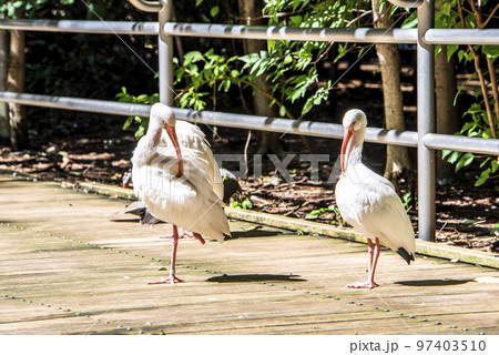 大宮公園小動物園　シロトキ 97403510