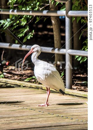 大宮公園小動物園　シロトキ 97403513