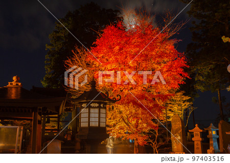 雲辺寺の紅葉 ライトアップで浮かび上がる感動の光景 雲辺寺の紅葉 ライトアップで浮かび上がる感動の光景 97403516