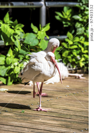 大宮公園小動物園　シロトキ 97403532