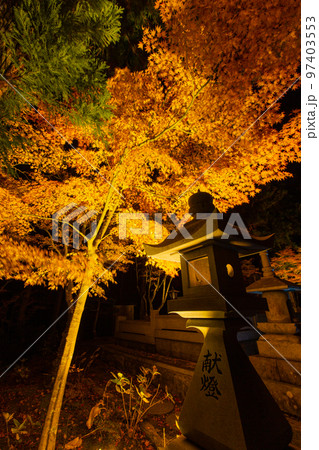 雲辺寺の紅葉 ライトアップで浮かび上がる感動の光景 雲辺寺の紅葉 ライトアップで浮かび上がる感動の光景 97403553