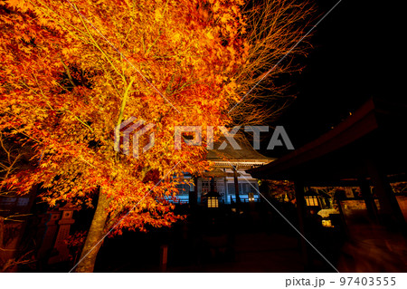 雲辺寺の紅葉　ライトアップで浮かび上がる感動の光景 97403555