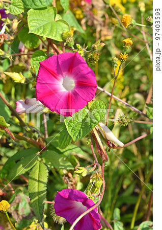 植物 ノアサガオ ヒルガオ科 植物 ノアサガオ ヒルガオ科 97403593