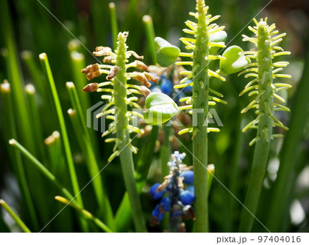 ムスカリの実 97404016