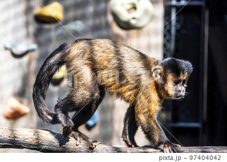 大宮公園小動物園　フサオマキザル 97404042