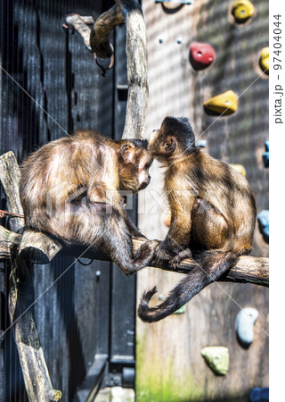 大宮公園小動物園　フサオマキザル 97404044