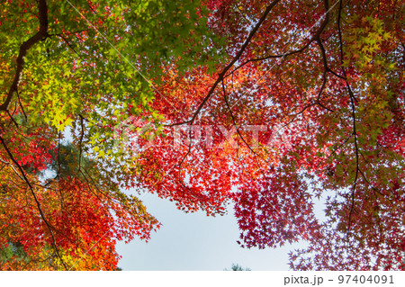 四国霊場第八十一番札所　白峯寺の紅葉 97404091
