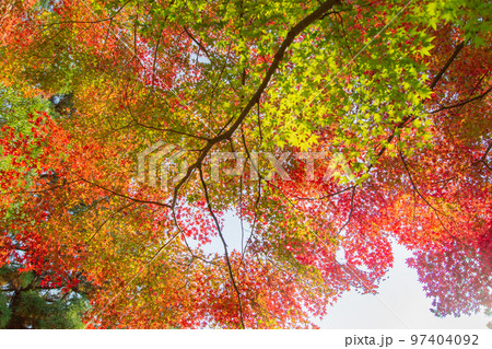 四国霊場第八十一番札所　白峯寺の紅葉 97404092