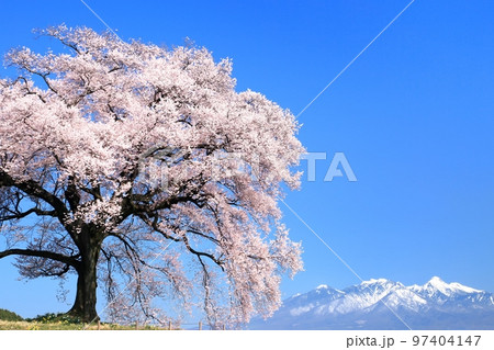 ワニ塚の桜 97404147